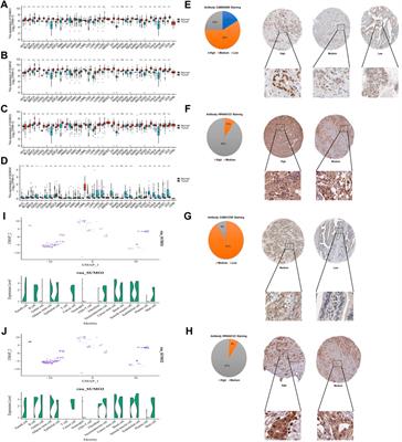 Prognostic value, immune signature and molecular mechanisms of the SUMO family in pancreatic adenocarcinoma